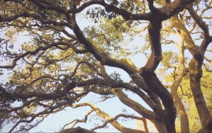 potatura di alberi arbusti siepi